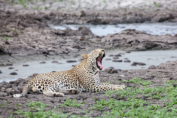 Fototapeta na wymiar Leopard yawning