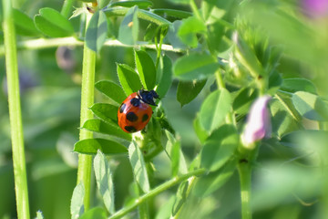 Ladybug on green leaf(1-1)