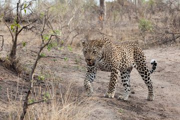 Leopard on the prowl