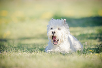 West Highland Terrier im Frühling