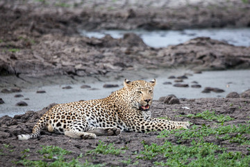 Obraz premium Leopard at a waterhole