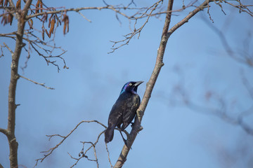 Common grackle (Quiscalus quiscula) Northern bird migrating from the southeast US to the north Wisconsin.