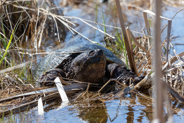 Old Common snapping turtle (Chelydra serpentina) in the conservation wildlife area in Wisconsin.