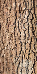Oak bark background