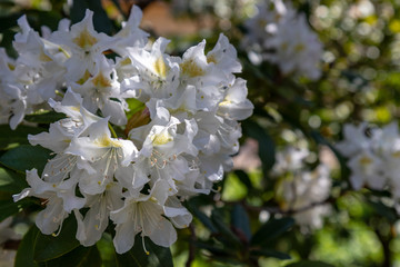 Schulgarten im Frühling