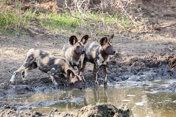 African wild dogs at a waterhole