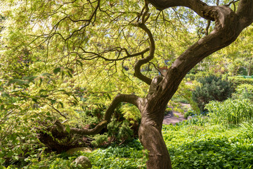 Schulgarten im Frühling