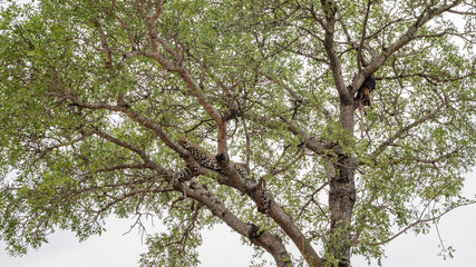 Leopard in a tree