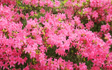 Beautiful pink azalea flower background.