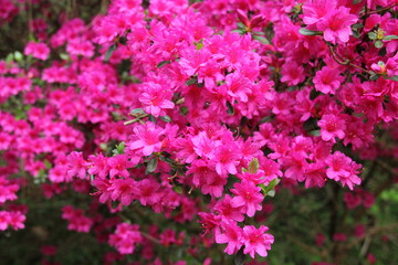 Beautiful pink azalea flower background.