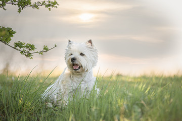 West Highland Terrier im Fr&uuml;hling