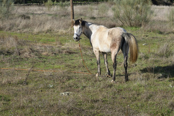 Interrogatif le cheval blanc dans un champ à Logrosan en Extremadure, Espagne