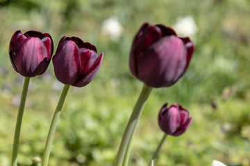Schulgarten im Frühling