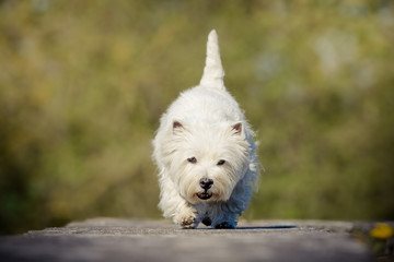 West Highland Terrier im Frühling