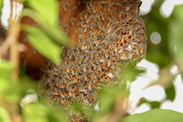 close up bee on honeycomb in nature at thailand