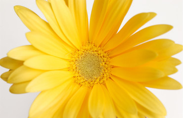 yellow daisy on a light background, close-up