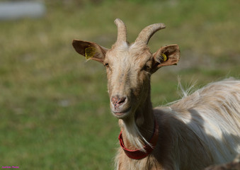 Une chèvre curieuse dans une prairie des Pyrénées