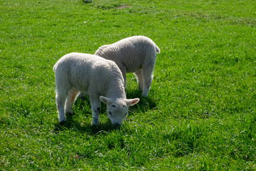 Obraz na płótnie Canvas Little lamb with mom in the grass, English country.