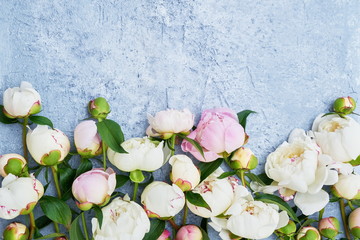 White peony flowers border on blue background. Holiday background, copy space, top view. Greeting card.