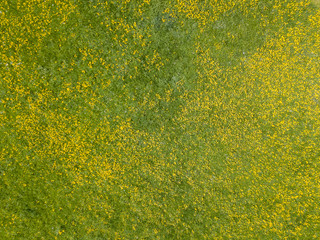 Aerial view of dandelion field. © Mario