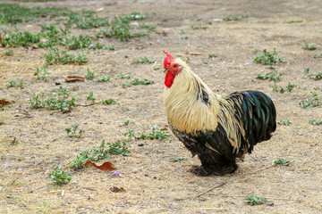 Japan hen or japan bantum in garden