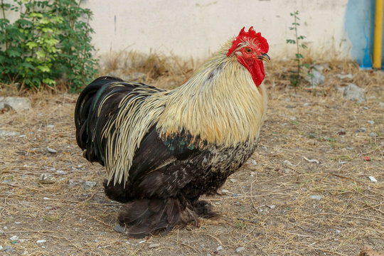 Japan hen or japan bantum in garden