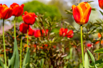 Schulgarten im Frühling