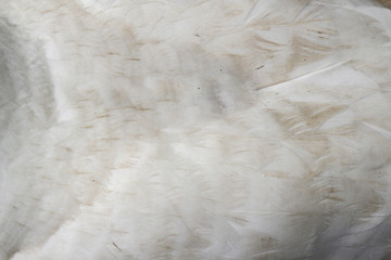 close up feather goose for background