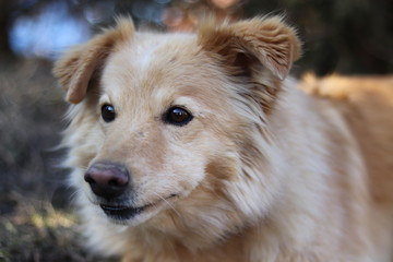 Handsome Golden Retriever crossbreed  portrait..