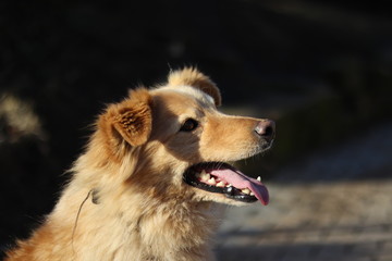 Handsome Golden Retriever crossbreed looking up and waiting for a treat..