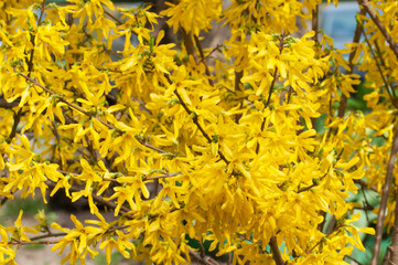 Forsythia flowers