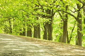 Forest