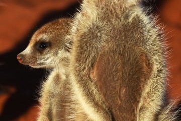 Erdmännchen (suricata suricatta) in der Kalahari in der Namibia