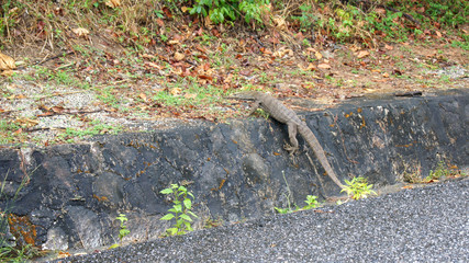 KEDAH, LANGKAWI, MALAYSIA - APR 11th, 2015: Closeup of monitor lizard - Varanus on the street