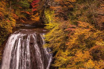 長野県 王滝 紅葉