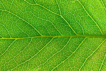 Close up leaf.  Macro photography.