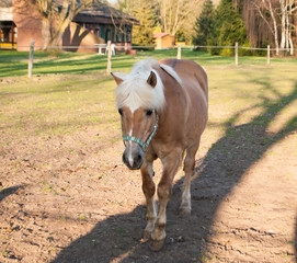 Beautiful brown colored Icelandic horse with white mane, standing on a paddock in Germany in...