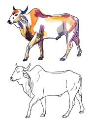 Zebu cow Contour, freehand drawing. Stains of watercolor paint. African animals, India.