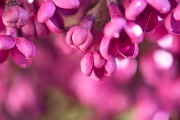 Beautiful close up lilac flowers. 