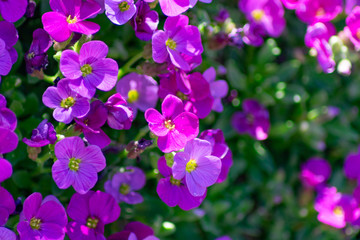 Purple spring flowers in a garden. Beautiful purple flowers.