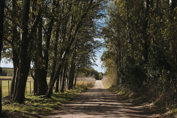 camino con perspectiva arboles 