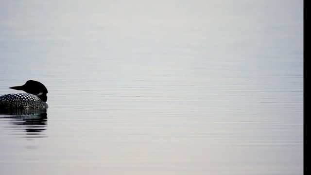 Common Loon, gavia immer, Minnesota State Bird swimming and looking around on a lake in Bemidji in closeup clip.