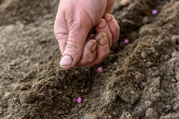 Hand planting peas in soil