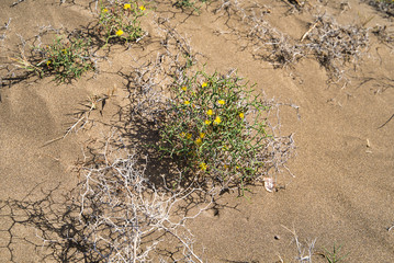 Launaea arborescens in Lanzarote island. Yellow flowers of Launaea arborescens plant by sea