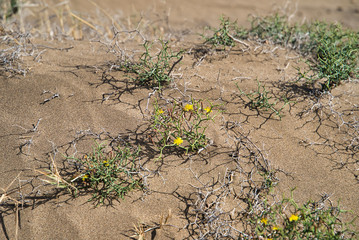 Yellow Flowers on Sand. Close-up of yellow flowers. Photo taken on the terrain of Los Ajaches in the Province of Las Palmas in Spain