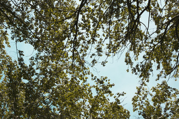 arboles y cielo