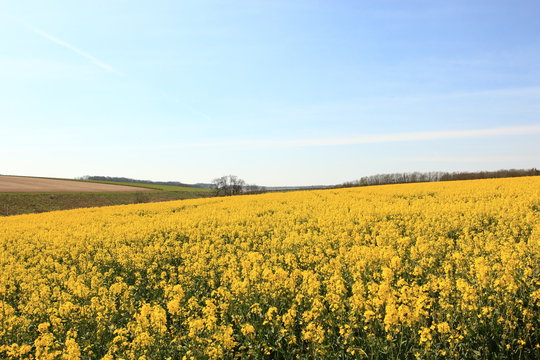 Hillside Rapeseed Crops Flowering In Springtime In The English Countryside