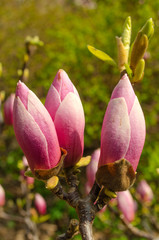 Bright purple blooming unrevealed magnolias