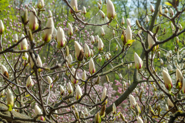 Bright purple blooming unrevealed magnolias