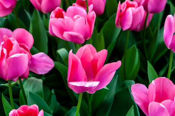 Beautiful pink tulips in sunny weather in Holland